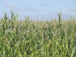 The latest Arable Industry Marketing Initiative (AIMI) report estimates a 2023 maize grain harvest of 164,400 tonnes.