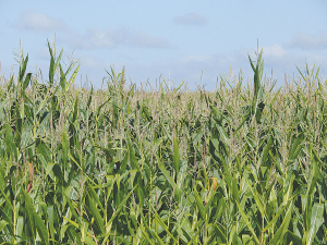 The latest Arable Industry Marketing Initiative (AIMI) report estimates a 2023 maize grain harvest of 164,400 tonnes.