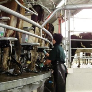 Dairy Awards entry deadline looms