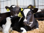 Dairy-beef calves attractive option for dairy farmers