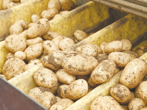 Vegetable Industry To Showcase Highlights New Zealand's Growing Future at Parliament