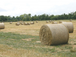  In practice, silage is often not made at the optimal time, and little attention is paid to the silage-making process.