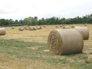  In practice, silage is often not made at the optimal time, and little attention is paid to the silage-making process.