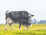 Calving places heavy pressure on the cow’s energy reserves.