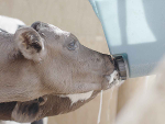 Calf rearers say goodbye to leaky teats, poor feeder fit