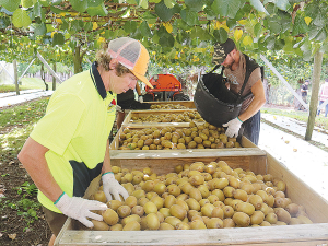 The kiwifruit industry is incentivising growers to produce fruit earlier in the season in a bid to spread the workload over as longer timeframe as possible.