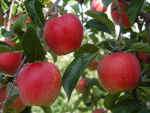 Five-day relief for fruit growers