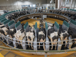 GEA’s DairyProQ robotic rotary is the first of its kind in the Southern Hemisphere.