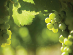 Ormond Nurseries Launches ‘Heirloom Series’ Showcasing Decades of NZ Viticulture