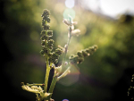 Grape Days 2026: AI Adoption and Vineyard Research Insights
