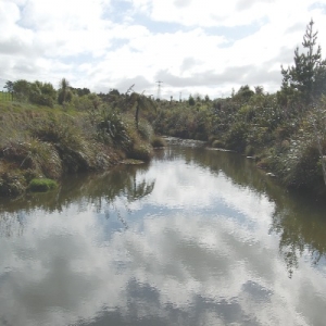 Low planting lifts water quality