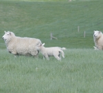 Early scans can ID fat sheep