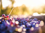Editorial: Celebrating New Zealand Wine's 2026 Fellows