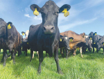 Digestibility, a measure of pasture quality and nutritional value, is one of the most important factors for increasing milk or meat production.