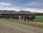 Lameness in Dairy Cows: Prevention, detection &amp; recovery