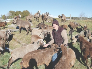 New home needed for rare sheep