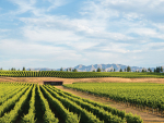 Grape growers weigh options for Vintage 2026 amid contract woes and oversupply