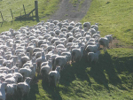 The basics of grazing