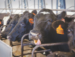 Good nutrition will support smooth calving