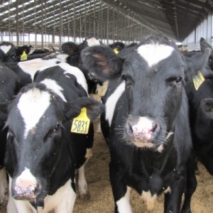 Fonterra, MFAT to build dairy in developing countries