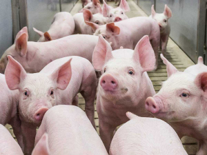 SAFE say that pigs suffered as a result of NAWAC&#039;s failure to uphold the law.