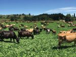 Carbon-efficient homegrown feed is more profitable than supplement, and kinder to the environment.