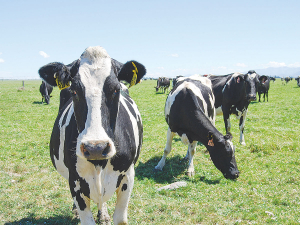 Facial eczema could potentially become a problem in the coming weeks for dairy farmers.
