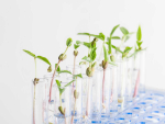 The legislation will allow scientists to develop and test, in real-world settings, plants which have been edited with minor genetic changes similar to those found in nature.