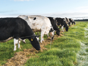 Free choice minerals are a practical option for low-input systems.