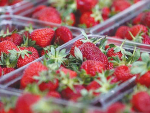 The price of strawberries fell to an average of $3.45/250g in November.