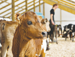 Young calves should be housed for at least four weeks to ensure they stay warm and are using their energy for growth.