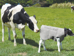 A wool cover costs a few dollars to protect newborn calves and maximise productivity across the animal’s life.