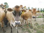 Ministry for Primary Industries (MPI) is investigating how a new strain of M. bovis infected a herd in Canterbury.