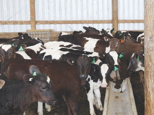 Probiotic products help calf rearers rear bigger healthy calves.