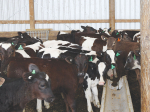 Probiotics help calf rearing systems
