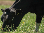 Even when cows are eating a lot of grass, they may still fall short on dry matter, energy, and key minerals.