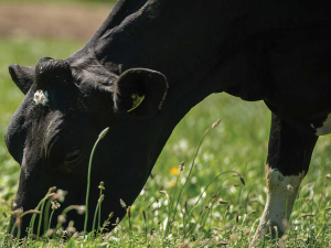 Even when cows are eating a lot of grass, they may still fall short on dry matter, energy, and key minerals.