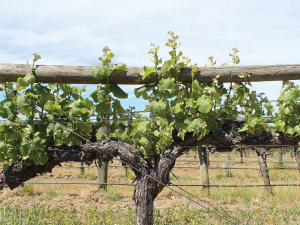 Research &amp; Innovation Forum explores smarter winegrowing