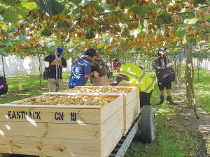 Growers across Hawke’s Bay, Gisborne, Bay of Plenty and the Wairarapa in the north and in Blenheim are reporting good growth and flowering and are expecting solid fruit-set.