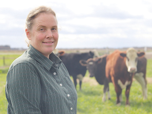 Professor Rebecca Hickson says that no one breed of bull is better than the other – it’s the traits and the genetics that counts.