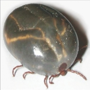 Theileria fully fed adult tick.
