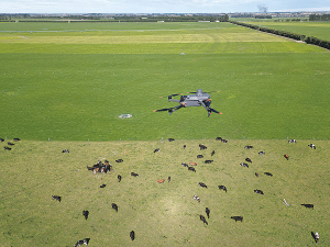 A SkyCount drone over a paddock of cattle.