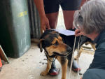 Henry getting measured by NS Vet Jill MacGibbon on a Pamu farm in Southland.