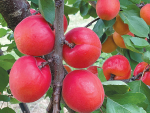 Three new apricot varieties will be picked this summer after almost two decades of R&D.