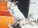 A new range of goat feeding equipment will soon hit the shelves.