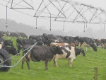 With 10,500 cows, Wairarapa Moana is one of the largest Maori dairy operations in the region.