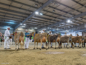 The January 2023 event was hectic across all breeds. However, January 2024 is set to be more animal and spectator friendly. Photo Credit: Laurens Rutten