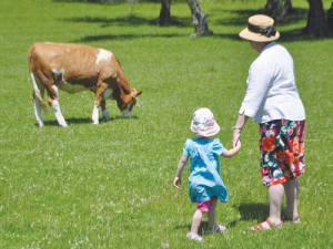 Visitors walk freely among the Simmental cattle at Auckland’s Cornwall Park Farm. 
