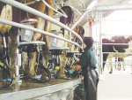 According to a study from the Riddet Institute, OAD milking can increase or lower the amounts of proteins in milk.