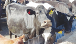 Probiotics work by boosting a cow’s immune system to fight an infection.